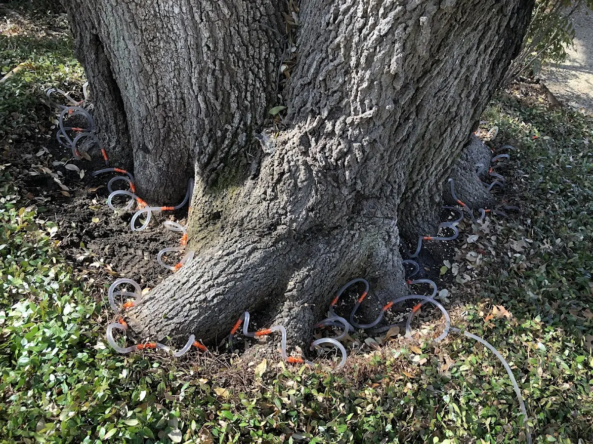 Detailed Tree Cabling and Bracing job site in Tohatchi