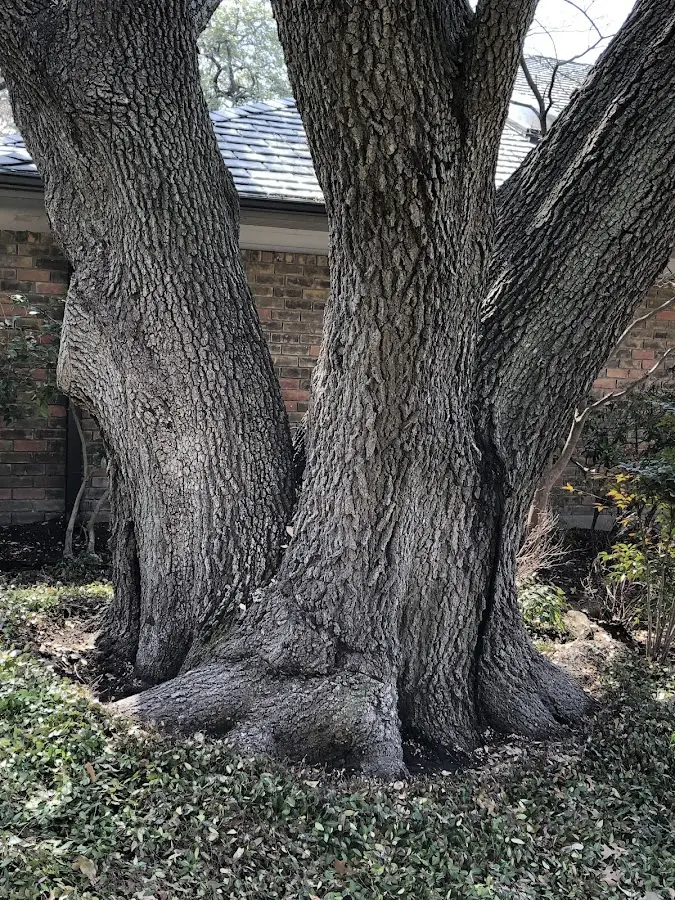Mature heritage tree close to a Tohatchi property cared for by certified arborists